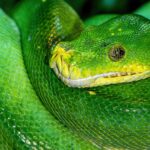 O que são Frameworks e Bibliotecas? Entenda Como Eles Facilitam a Vida do Programador